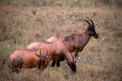9-Day Tanzania Safari Focus on Wildlife Moments and Landscape gallery image