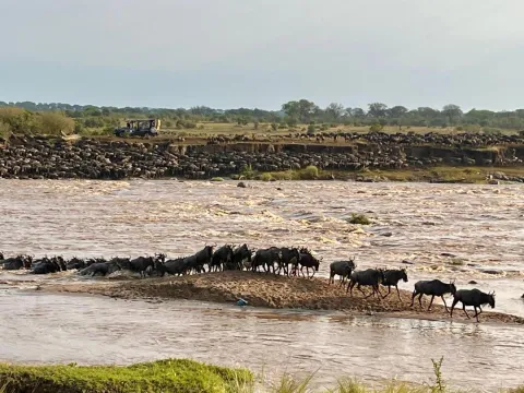8-Day Northern Serengeti Mara River Crossing Focus Safari gallery image