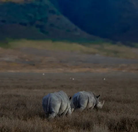 4-Day Tanzania Big Five and Serengeti Big Cat gallery image