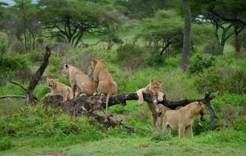 3-Day Serengeti & Ngorongoro Private Camping Safari | Best Ta gallery image