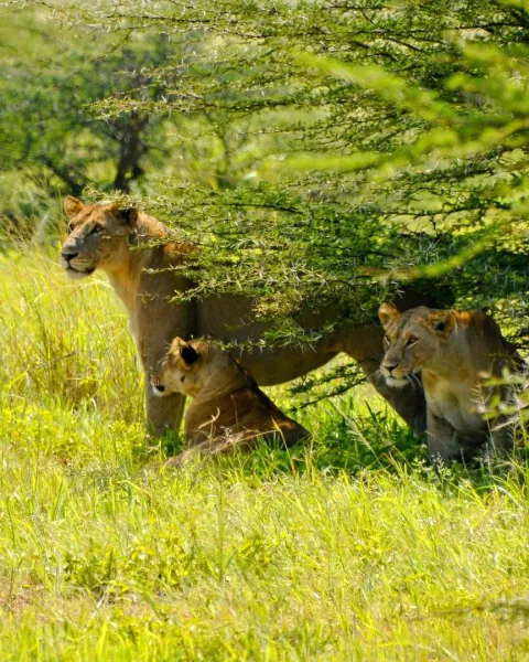 3-Day Serengeti Wildlife Safari gallery image