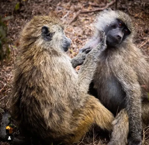 3-Day Serengeti Wildlife Safari gallery image