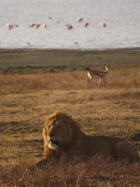 4-Day Tanzania Big Five and Serengeti Big Cat gallery image