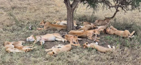 4-Day Ndutu Area for Calving Season & Ngorongoro Crater gallery image
