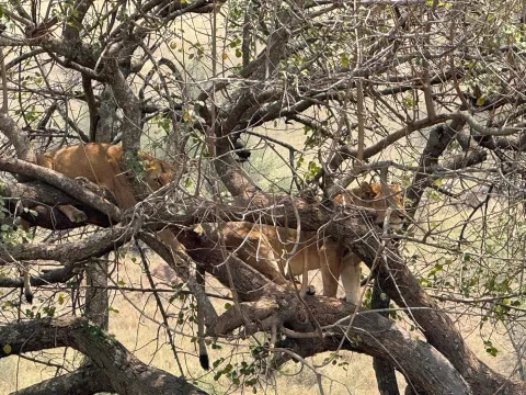 7-Day Southern Serengeti Calving Season at Ndutu Area gallery image