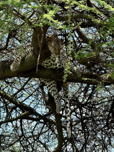 4-Day Ndutu Area for Calving Season & Ngorongoro Crater gallery image