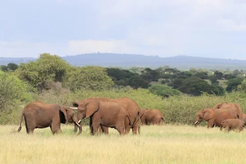 4-Day Serengeti and Crater gallery image