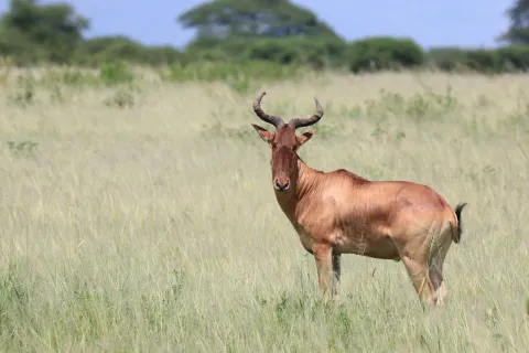 4-Day Serengeti and Crater gallery image