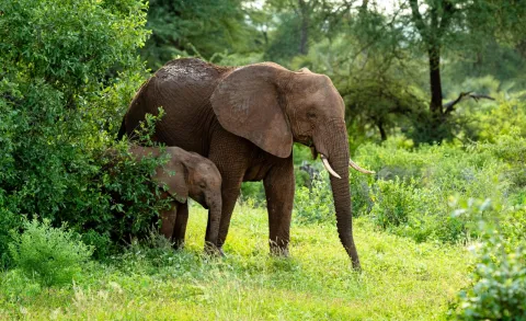 3-Day Maasai Mara Mid-Range Experience gallery image
