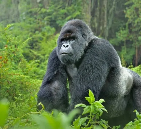 3-Day Gorilla and Golden Monkey Trekking gallery image