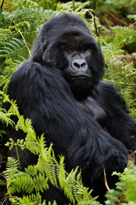 3-Day Gorilla and Golden Monkey Trekking gallery image