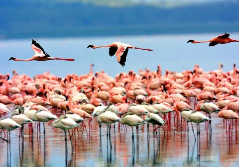 4-Day Explore Tarangire, Serengeti, and Ngorongoro Crater gallery image