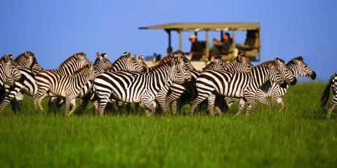 4-Day Explore Tarangire, Serengeti, and Ngorongoro Crater gallery image