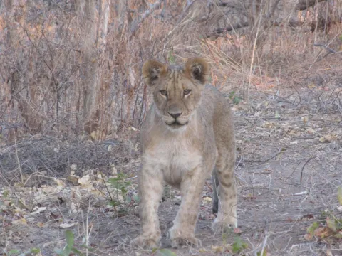 5-Day Prime Xakanaxa - Okavango Delta gallery image
