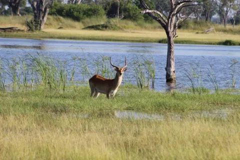 1-Day Moremi Game Reserve Full-Day Safari from Maun gallery image