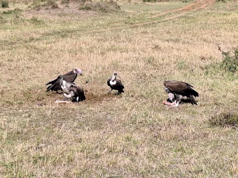 3-Day Maasai Mara Mid Range Safari gallery image