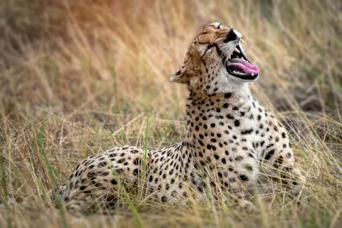 5-Day Flying Safari Dar Es Salaam to Ruaha NP Then Zanzibar gallery image