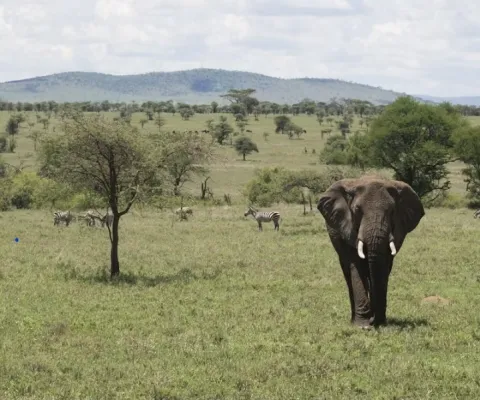 5-Day Flying Safari Dar Es Salaam to Ruaha NP Then Zanzibar gallery image