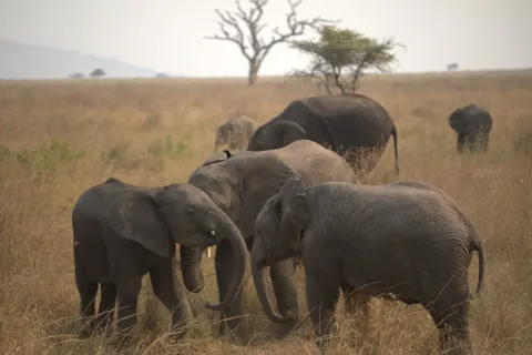 4-Day Tanzania Big Five and Serengeti Big Cat gallery image