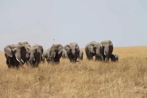 1-Day Tarangire National Park Day Trip —from Arusha or Karatu gallery image