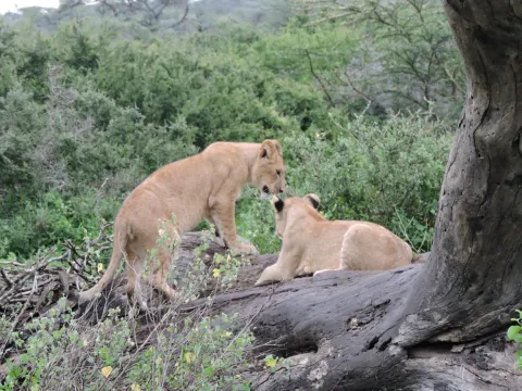 1-Day Tarangire National Park Day Trip —from Arusha or Karatu gallery image