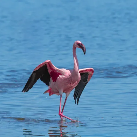 4-Day Maasai Mara & Nakuru Mid-Range Safari gallery image