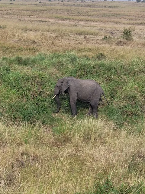 4-Day Maasai Mara & Nakuru Mid-Range Safari gallery image