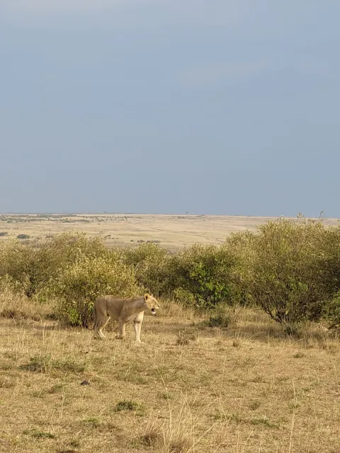 3-Day Maasai Mara Mid-Range Private Safari gallery image