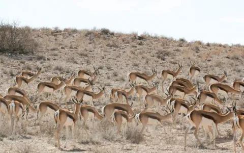 7-Day CKGR, Makgadikgadi & Nxai Pans gallery image