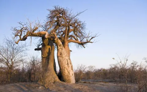7-Day Makgadikgadi Pans & Okavango Delta Safari gallery image
