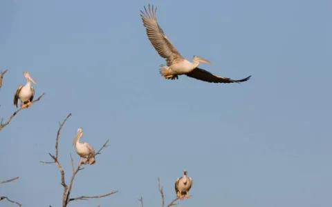7-Day Delight Khwai, Mababe & Okavango Delta gallery image