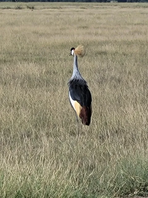 6-Day Maasai Mara, Nakuru & Amboseli Mid-Range Safari gallery image