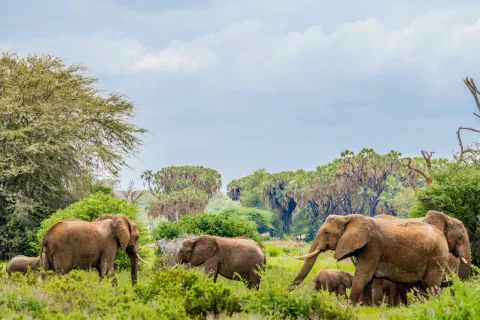 3-Day Samburu Mid-Range Bird Watching Safari Experience gallery image