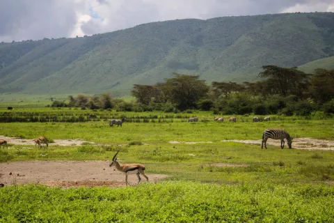 3-Day Serengeti and Ngorongoro Safari gallery image