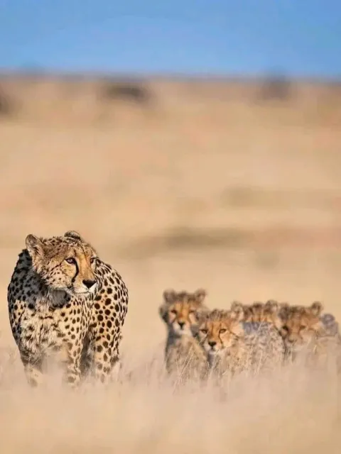 5-Day Tanzania Classic Safari gallery image
