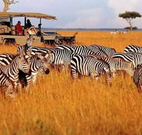 1-Day Mikumi National Park Full-Day Trip gallery image