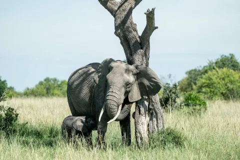 10-Day Best of Kenya Safari. gallery image