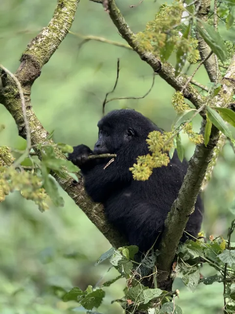 4-Day Fly-In Gorilla Trekking Safari to Bwindi gallery image