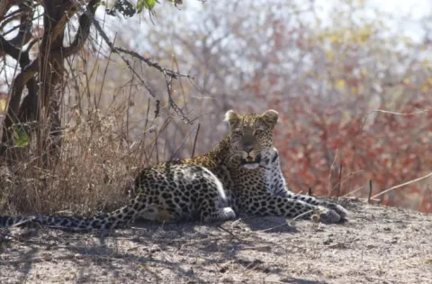 1-Day Tarangire National Park gallery image