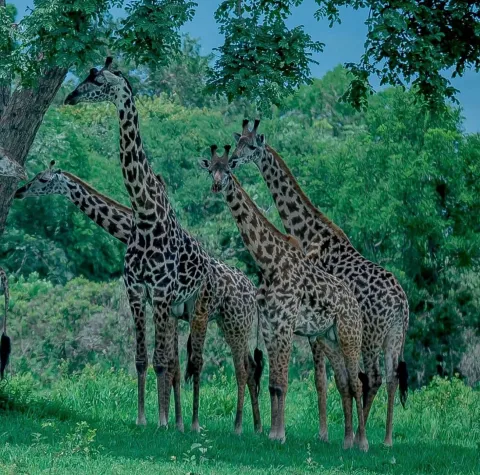 5-Day Southern River & Plains Luxury Safari: Nyerere & Mikumi gallery image