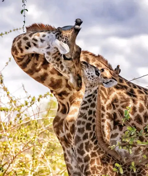 3-Day Tanzania Wildlife Escape Safari gallery image