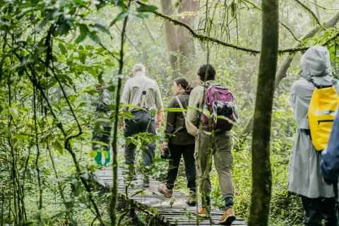 5-Day Gorilla and Chimpanzee Trekking Safari. gallery image