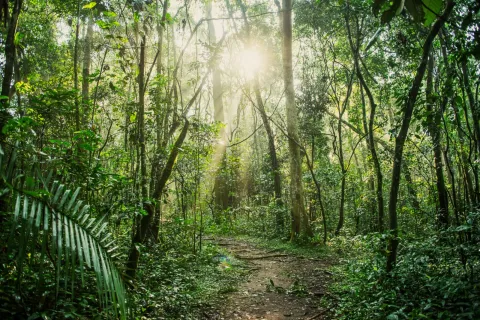 5-Day Gorilla and Chimpanzee Trekking Safari. gallery image