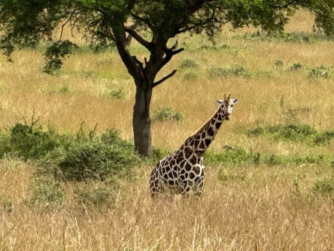 11-Day Best of Uganda Safari gallery image