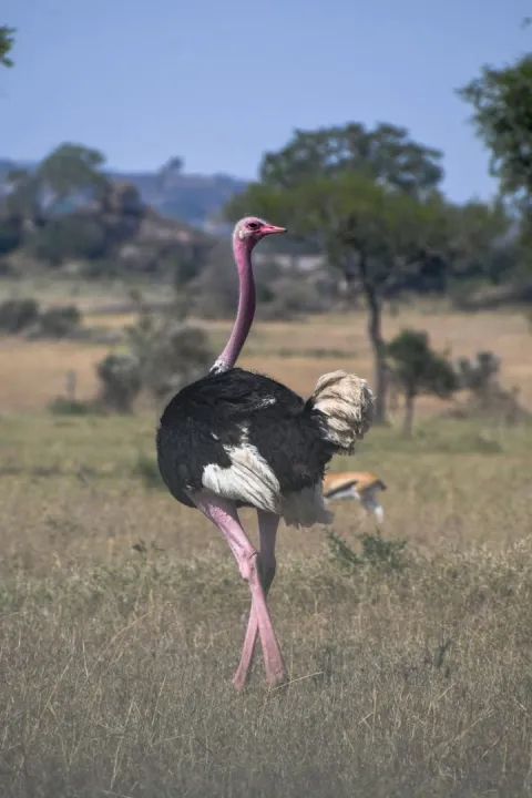 4-Day Tarangire, Serengeti Wildlife & Ngorongoro Safari gallery image