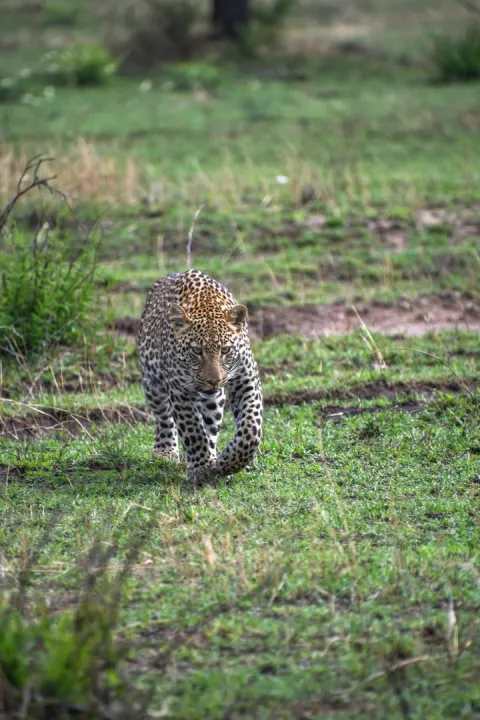 4-Day Tarangire, Serengeti Wildlife & Ngorongoro Safari gallery image