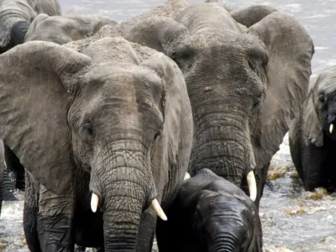 4-Day Tarangire, Serengeti Wildlife & Ngorongoro Safari gallery image