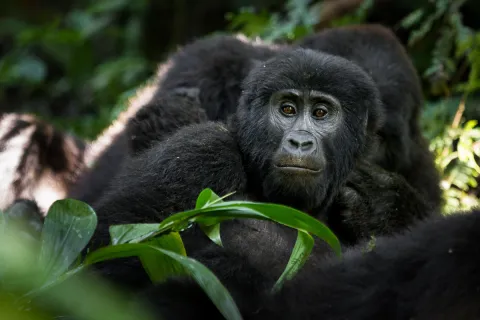 7-Day Chimps, Gorilla Adventure with a Safari gallery image
