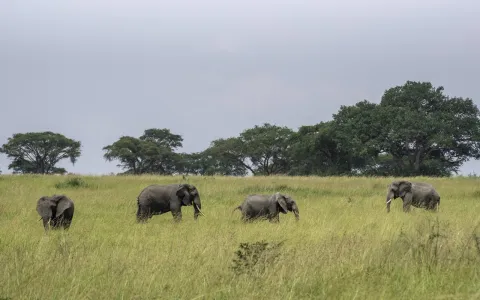 7-Day Chimps, Gorilla Adventure with a Safari gallery image