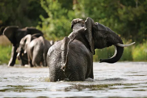 7-Day Chimps, Gorilla Adventure with a Safari gallery image